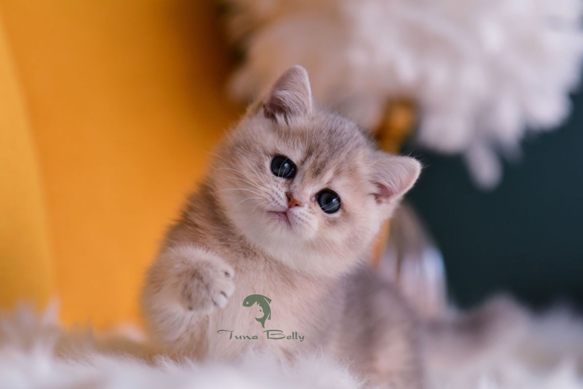 Tuna Belly Cattery British Shorthair in Los Angeles, California