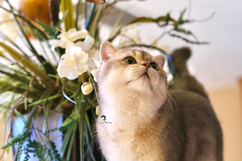Tuna Belly Cattery British Shorthair in Los Angeles, California