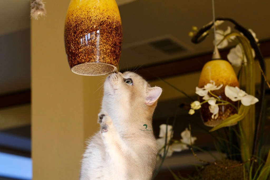 Tuna Belly Cattery British Shorthair in Los Angeles, California