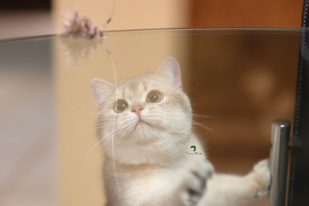 Tuna Belly Cattery British Shorthair in Los Angeles, California
