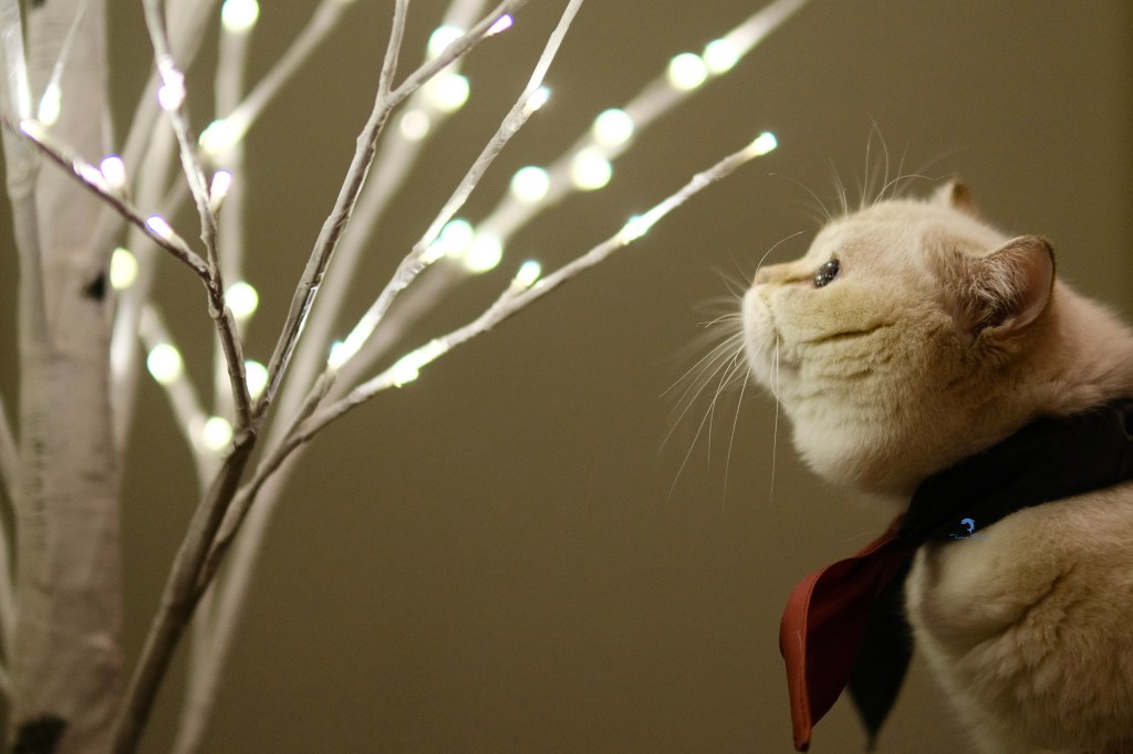 Tuna Belly Cattery British Shorthair in Los Angeles, California