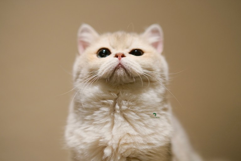 Tuna Belly Cattery British Shorthair in Los Angeles, California