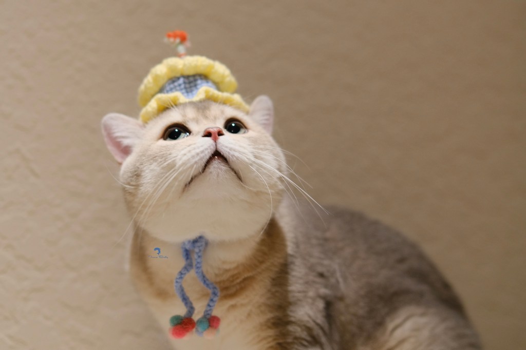 Tuna Belly Cattery British Shorthair in Los Angeles, California