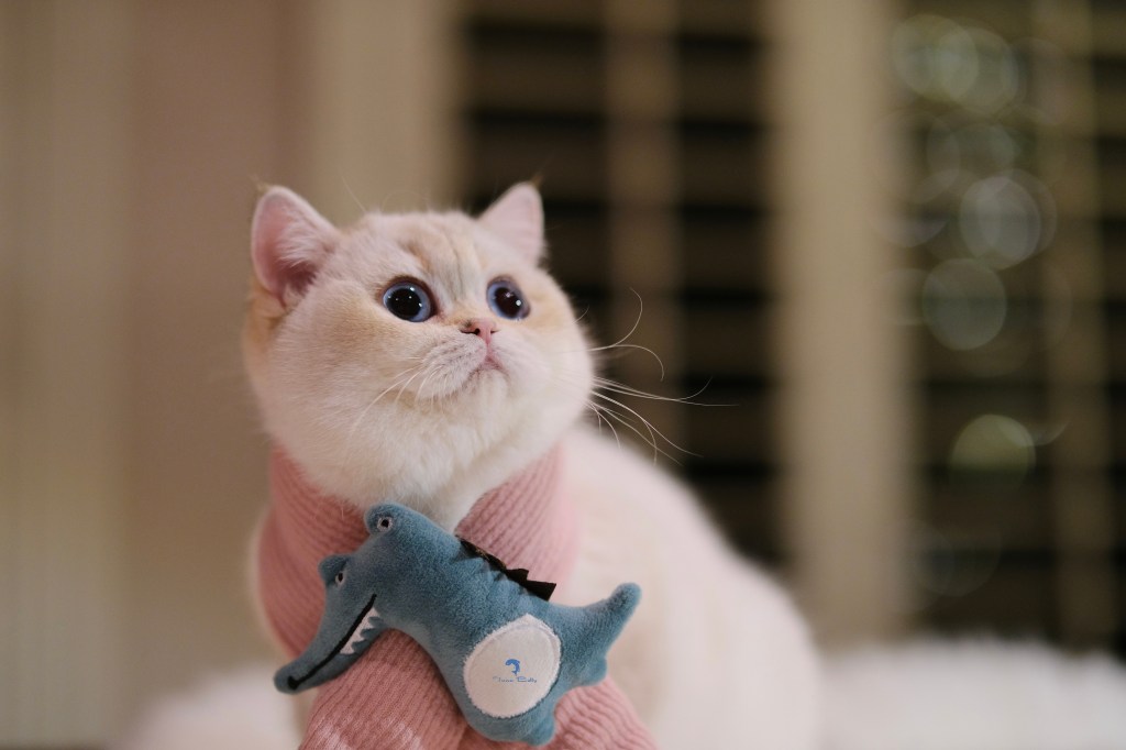 Tuna Belly Cattery British Shorthair in Los Angeles, California