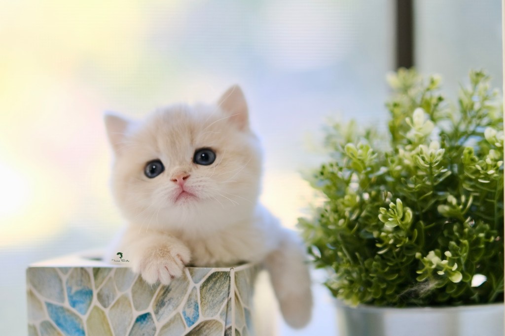 Tuna Belly Cattery British Shorthair in Los Angeles, California